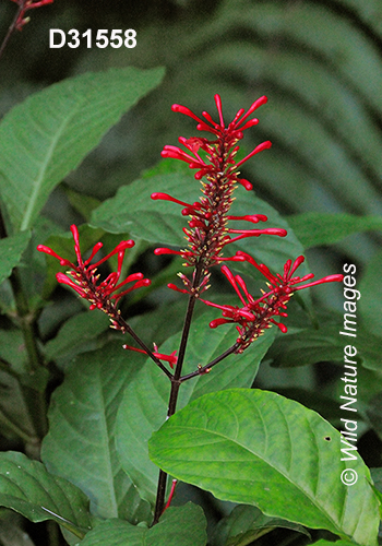 Odontonema tubaeforme